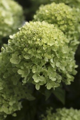 HYDRANGEA paniculata 'Little Lime' - image 1