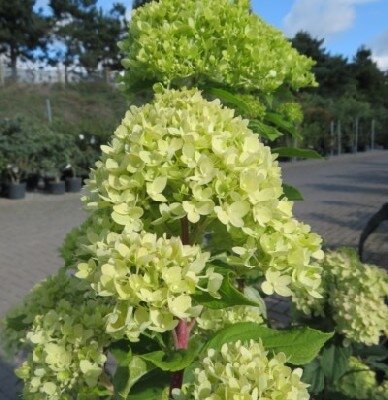 HYDRANGEA paniculata 'Little Lime' - image 2