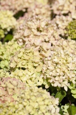 HYDRANGEA paniculata 'Little Lime' - image 3