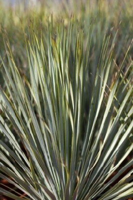 YUCCA rostrata - image 1