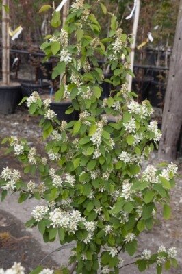 AMELANCHIER alnifolia 'Obelisk' - image 2