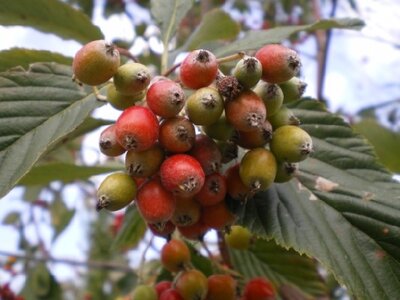 SORBUS aria 'Magnifica'