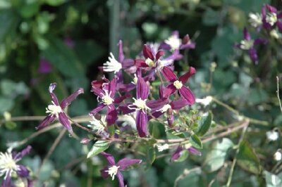 CLEMATIS x aromatica