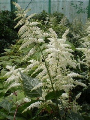 ASTILBE 'Chocolate Shogun' - image 1