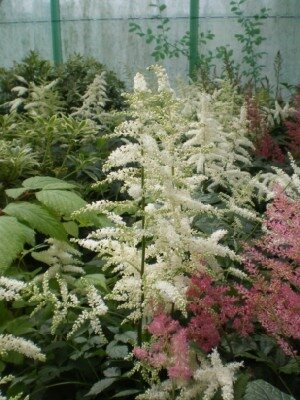 ASTILBE 'Chocolate Shogun' - image 2