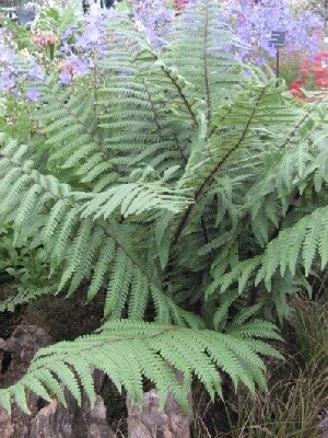 DRYOPTERIS stewartii - image 1