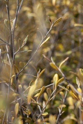 COROKIA x virgata 'Banana Royal'