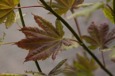 ACER shirasawanum 'Moonrise'