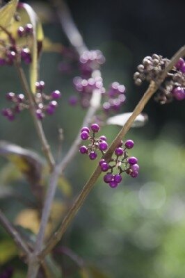 CALLICARPA bodinieri 'Profusion' - image 2