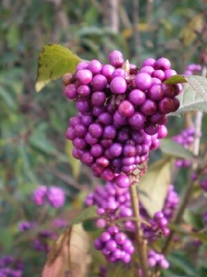 CALLICARPA bodinieri 'Profusion' - image 3