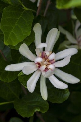 CALYCANTHUS 'Venus' - image 2