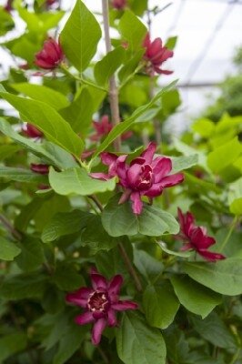 CALYCANTHUS 'Aphrodite' - image 2