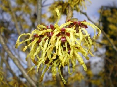 HAMAMELIS x intermedia 'Arnold Promise'