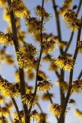 HAMAMELIS x intermedia 'Arnold Promise' - image 2