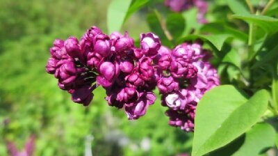 SYRINGA vulgaris 'Charles Joly'