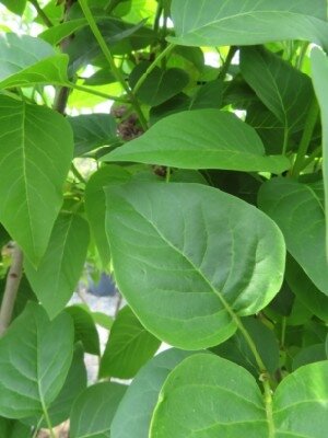 SYRINGA vulgaris 'Charles Joly' - image 2