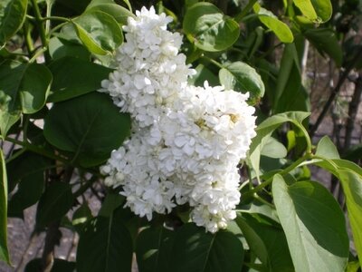 SYRINGA vulgaris 'Madame Lemoine'