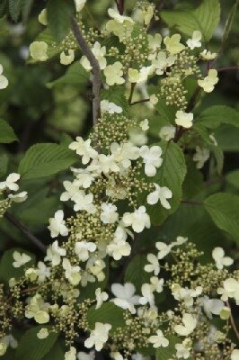 VIBURNUM plicatum 'Popcorn'