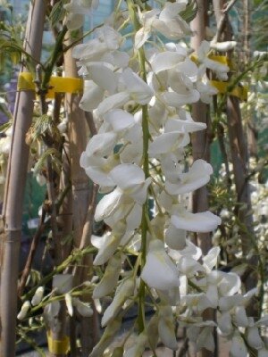 WISTERIA sinensis alba