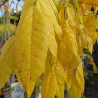 WISTERIA sinensis alba - image 2