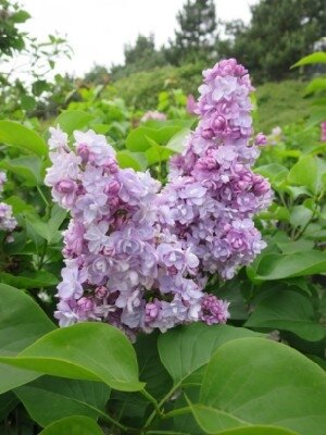 SYRINGA vulgaris 'Michel Buchner' - image 1