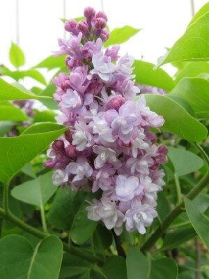 SYRINGA vulgaris 'Michel Buchner' - image 2