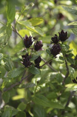 CALYCANTHUS 'Simply Scentsational'