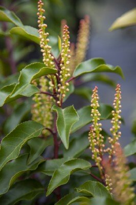 PRUNUS lusitanica 'Brenelia' - image 3