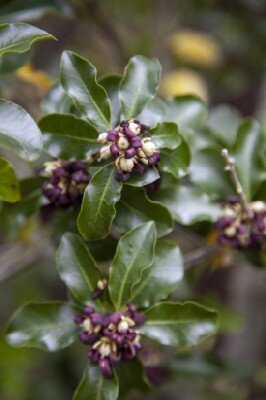 PITTOSPORUM 'Arundel Green' - image 1