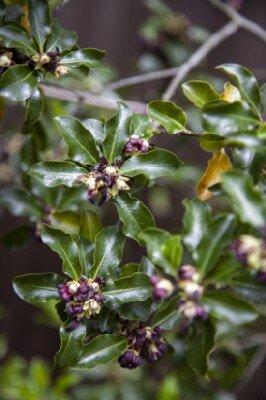 PITTOSPORUM 'Arundel Green' - image 2