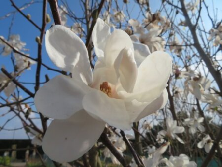 MAGNOLIA x loebneri 'Merrill'