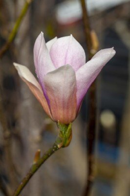 MAGNOLIA 'Heaven Scent' - image 1