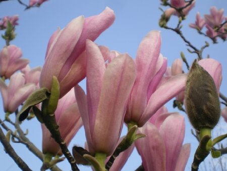 MAGNOLIA 'Heaven Scent' - image 2