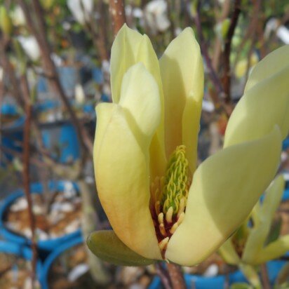 MAGNOLIA 'Butterflies'