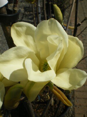 MAGNOLIA 'Elizabeth' - image 1