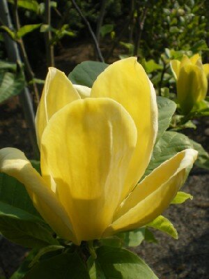 MAGNOLIA brooklynensis 'Yellow Bird' - image 1