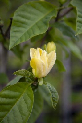 MAGNOLIA brooklynensis 'Yellow Bird' - image 2