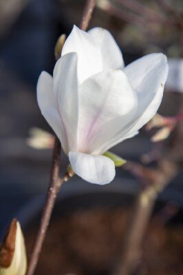 MAGNOLIA x soulangeana 'Alba Superba' - image 2