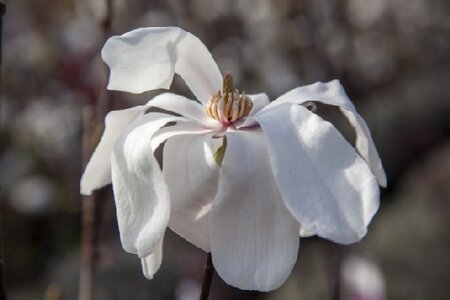 MAGNOLIA x soulangeana 'Alba Superba' - image 3