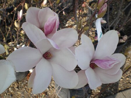 MAGNOLIA x soulangeana