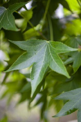 LIQUIDAMBAR styraciflua 'Gum Ball'