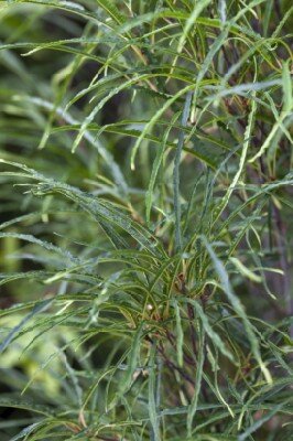 FRANGULA alnus 'Fine Line'