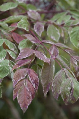 ARALIA elata 'Variegata'