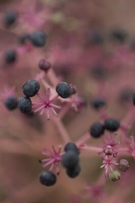 ARALIA elata 'Variegata' - image 4