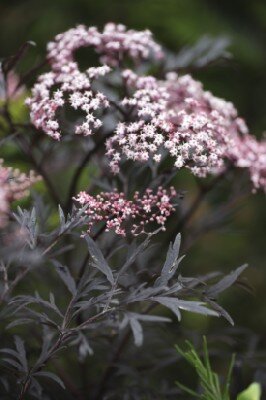 SAMBUCUS nigra 'Black Lace' - image 1