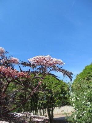 SAMBUCUS nigra 'Black Lace' - image 2