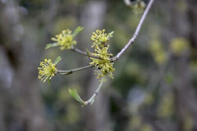 CORNUS mas