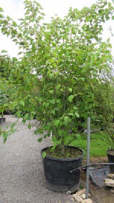 ACER davidii - image 1