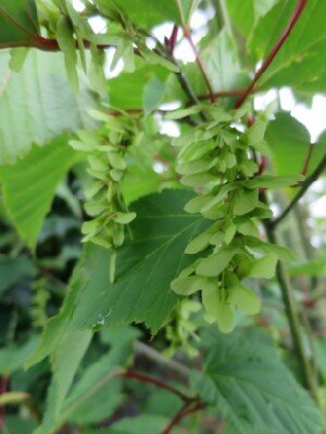 ACER davidii - image 2