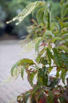 OXYDENDRUM arboreum - image 1